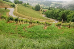 Wine Summit - Styria 2015